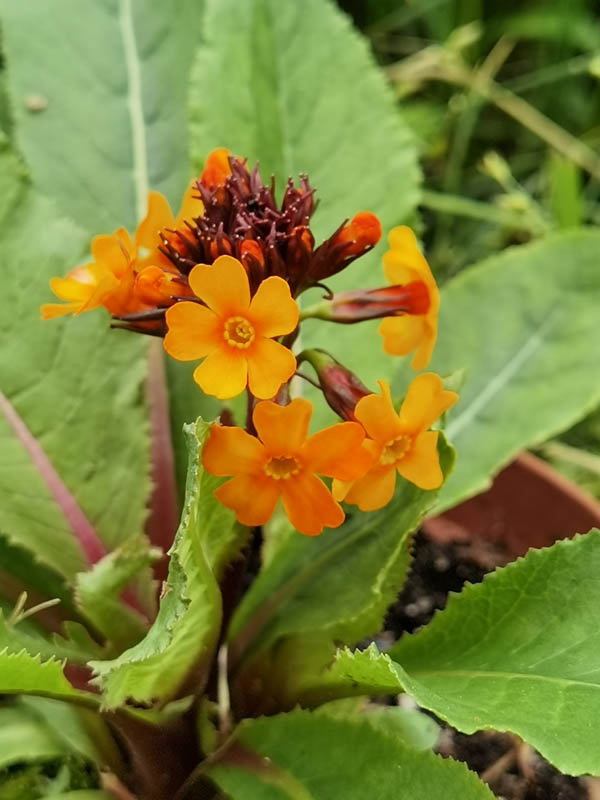 Primula aurantiaca